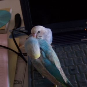 セキセイインコの中ヒナ