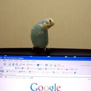 セキセイインコの幼鳥