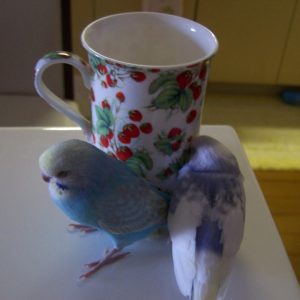 セキセイインコの中ヒナ