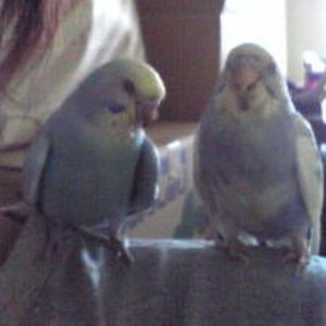 セキセイインコの中ヒナ