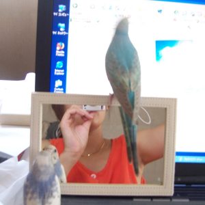 セキセイインコ買い方の注意点