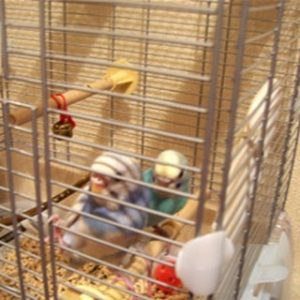 ケージから出たいセキセイインコ