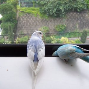 セキセイインコの遊び