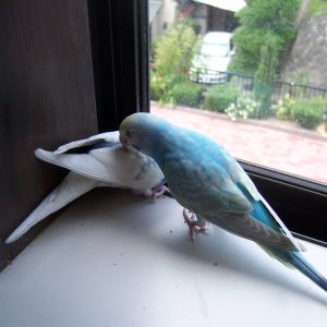 セキセイインコの遊び