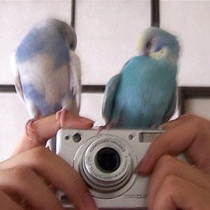 セキセイインコの羽繕い