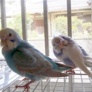 セキセイインコの羽繕い