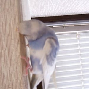 セキセイインコの飼い方の注意点