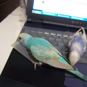 セキセイインコの遊び