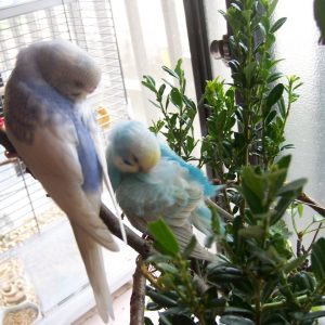 セキセイインコの羽繕い