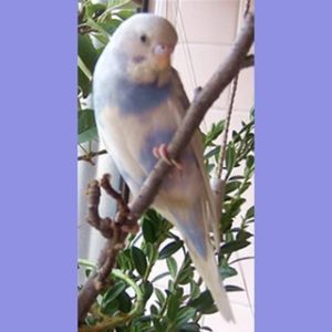 セキセイインコのバイオレット