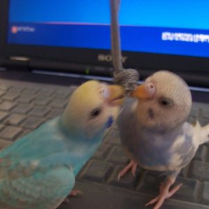 セキセイインコの遊び