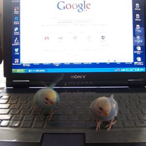 セキセイインコとの生活