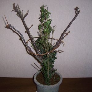 セキセイインコの飼い方の注意点