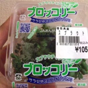 セキセイインコのえさ