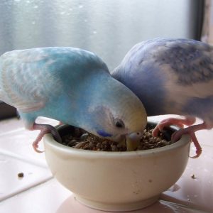 セキセイインコのえさ