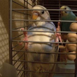 セキセイインコの寝る前
