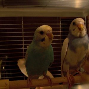 セキセイインコの寝る前