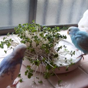 セキセイインコのえさ