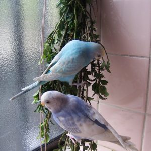 セキセイインコの遊び