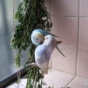 セキセイインコの遊び