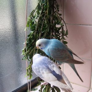 セキセイインコの遊び