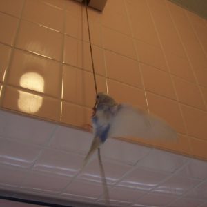 セキセイインコの遊び