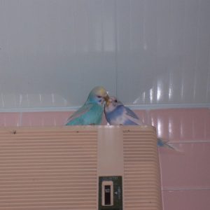 セキセイインコの羽繕い