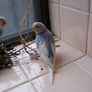 セキセイインコの飼い方