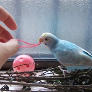 セキセイインコの遊び