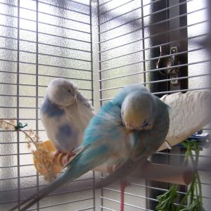 セキセイインコの羽繕い