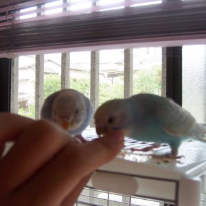 セキセイインコのえさ