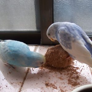 セキセイインコのえさ