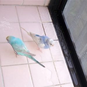 ♡セキセイインコの水浴び