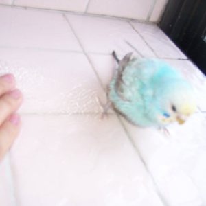 セキセイインコの水浴び