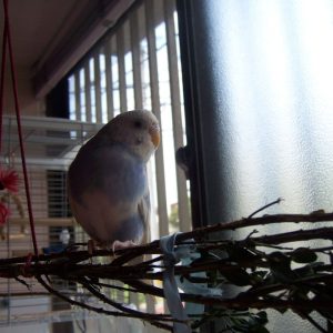 セキセイインコの遊び