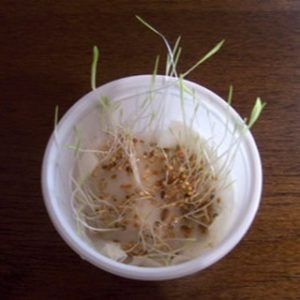 セキセイインコのえさ