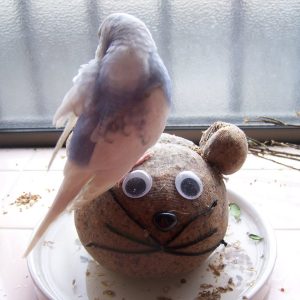 セキセイインコの遊び