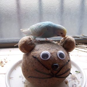 セキセイインコの遊び