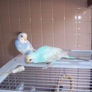 セキセイインコの遊び