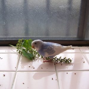 セキセイインコのえさ