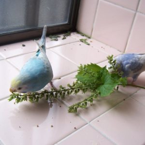 セキセイインコのえさ