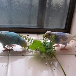 セキセイインコのえさ