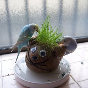 セキセイインコのえさ