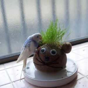 セキセイインコのえさ