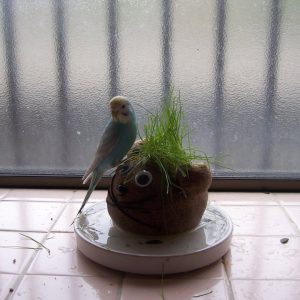 セキセイインコのえさ