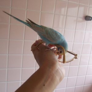 セキセイインコの遊び