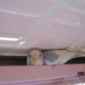 セキセイインコの遊び