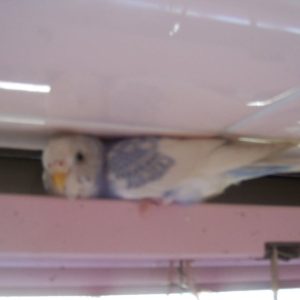 セキセイインコの遊び