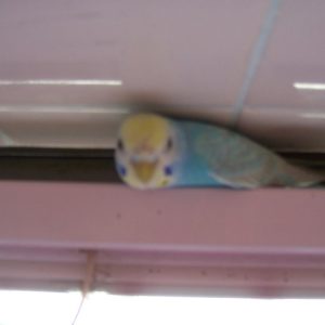 セキセイインコの遊び