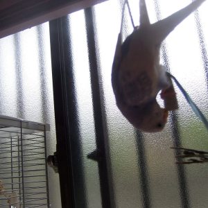 セキセイインコの遊び
